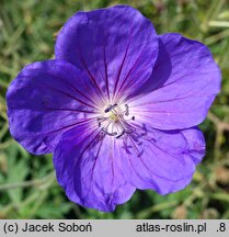 Geranium pratense Striatum