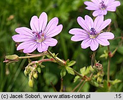 Geranium pyrenaicum (bodziszek pirenejski)