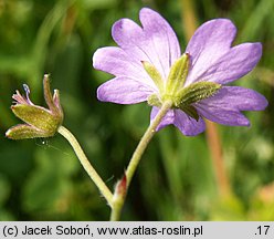 Geranium pyrenaicum (bodziszek pirenejski)