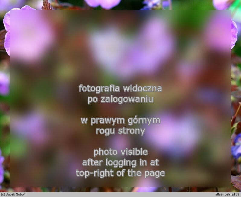Geranium maculatum Elizabeth Ann