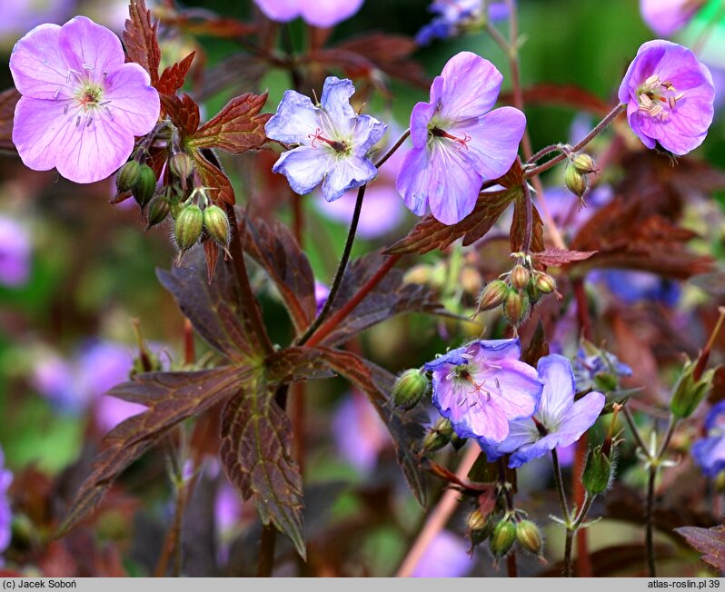 Geranium maculatum Elizabeth Ann