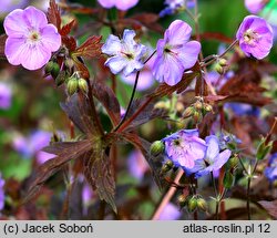 Geranium maculatum Elizabeth Ann