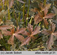 Geranium maculatum Elizabeth Ann