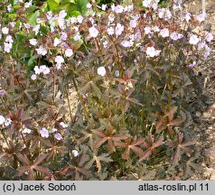 Geranium maculatum Elizabeth Ann