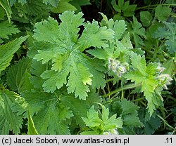 Geranium platypetalum (bodziszek wielkopłatkowy)