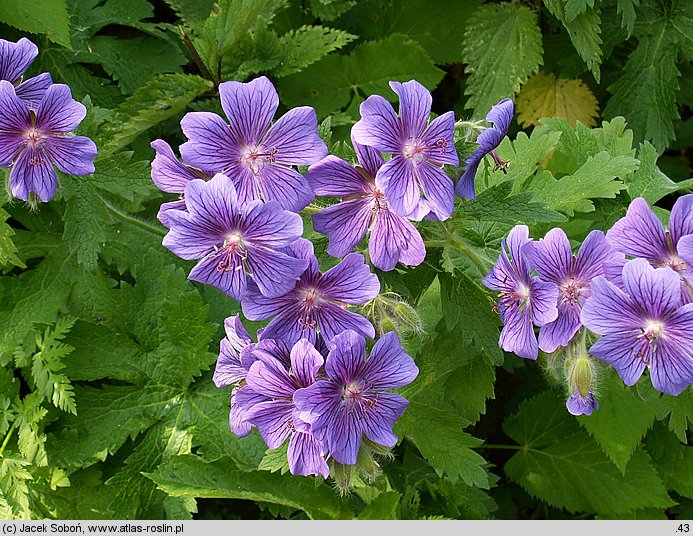 Geranium platypetalum (bodziszek wielkopłatkowy)