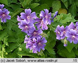 Geranium platypetalum (bodziszek wielkopłatkowy)