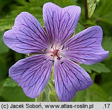 Geranium platypetalum (bodziszek wielkopłatkowy)