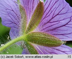 Geranium platypetalum (bodziszek wielkopłatkowy)