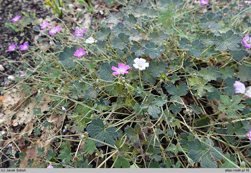 Geranium hort. Orkney Cherry