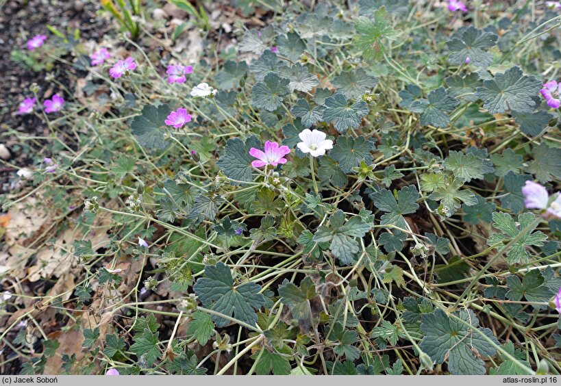 Geranium Orkney Cherry