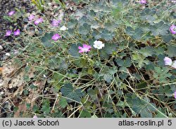 Geranium hort. Orkney Cherry