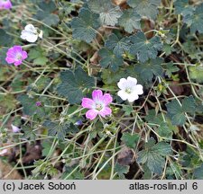 Geranium hort. Orkney Cherry