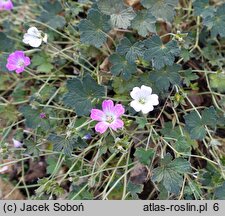 Geranium Orkney Cherry