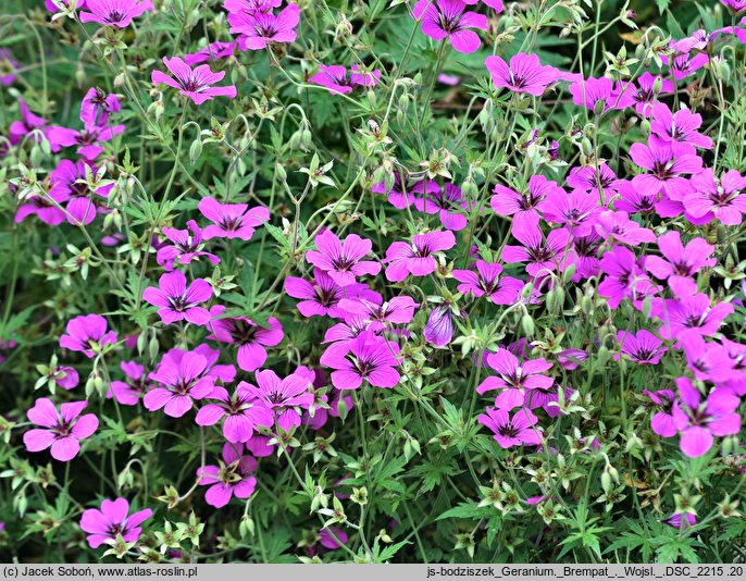 Geranium hort. Patricia