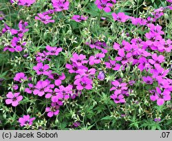 Geranium Patricia