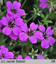 Geranium Patricia