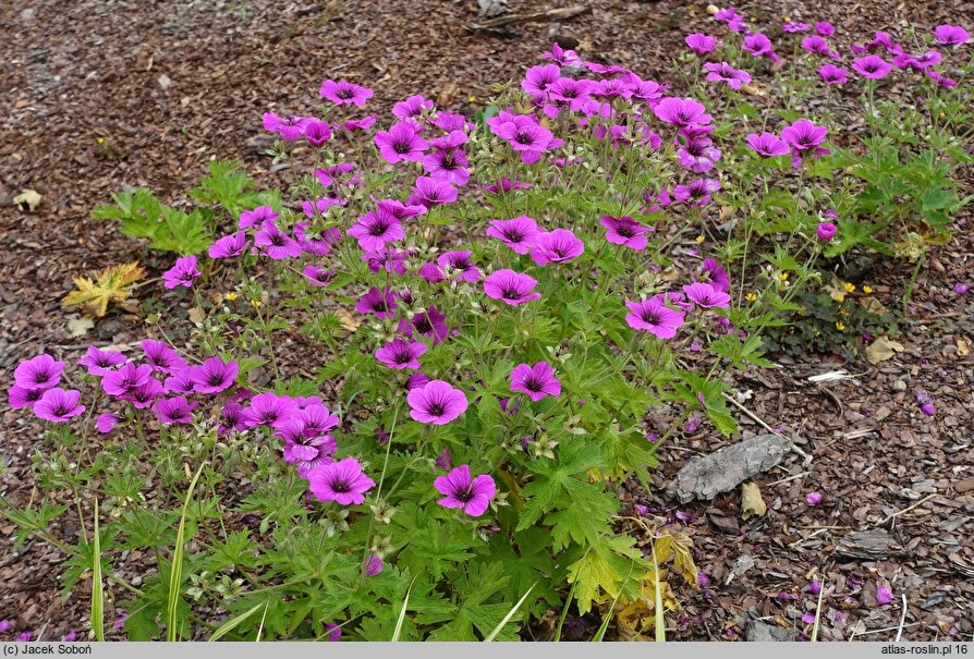 Geranium hort. JS Matu Vu