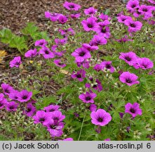 Geranium hort. JS Matu Vu
