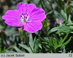 Geranium hort. Prado