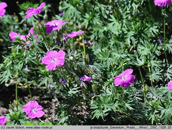 Geranium hort. Prado