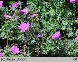 Geranium hort. Prado
