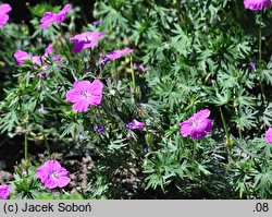 Geranium Prado