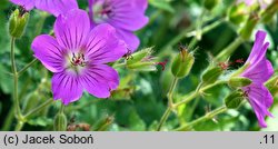 Geranium hort. Sirak