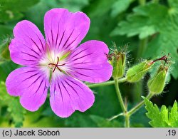 Geranium hort. Sirak