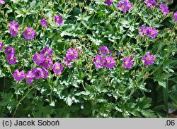 Geranium hort. Sirak