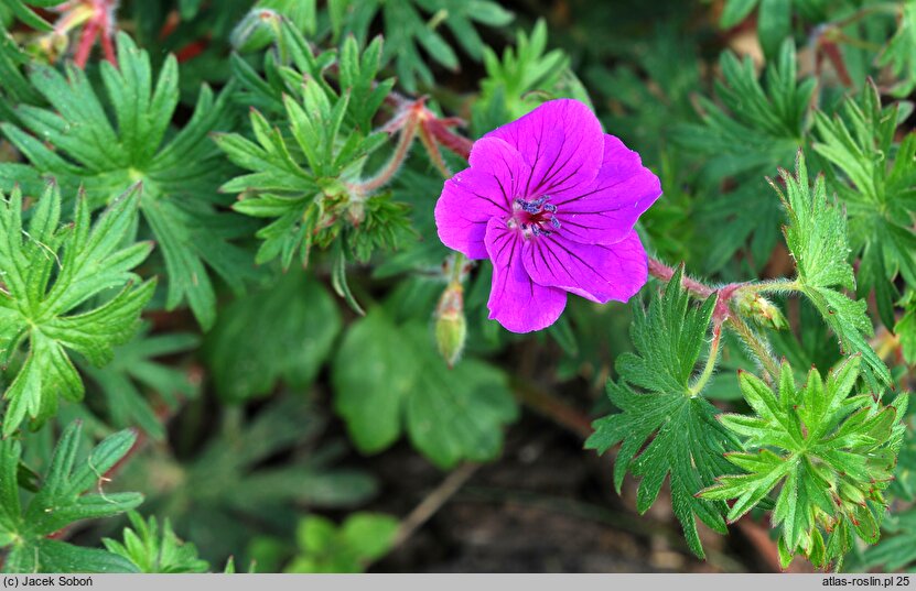 Geranium Tiny Monster