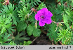 Geranium hort. Tiny Monster