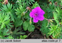 Geranium Tiny Monster