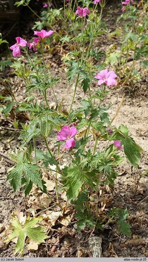 Geranium ×oxonianum Claridge Druce