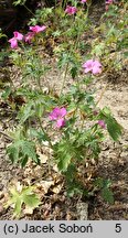 Geranium ×oxonianum Claridge Druce