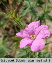 Geranium ×oxonianum Claridge Druce