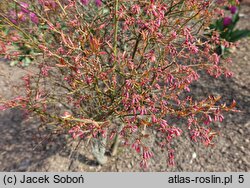 Vaccinium griffithianum (borówka Griffitha)