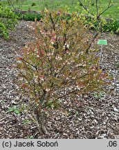 Vaccinium griffithianum (borówka Griffitha)