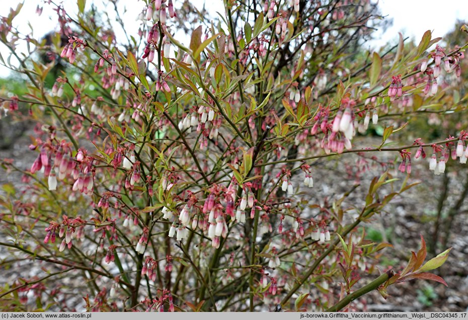 Vaccinium griffithianum (borówka Griffitha)