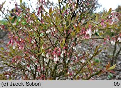 Vaccinium griffithianum (borówka Griffitha)