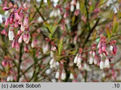 Vaccinium griffithianum (borówka Griffitha)