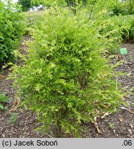 Vaccinium griffithianum (borówka Griffitha)