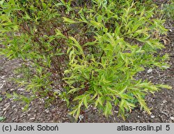 Vaccinium griffithianum (borówka Griffitha)
