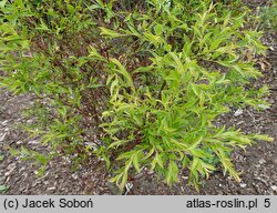 Vaccinium griffithianum (borówka Griffitha)