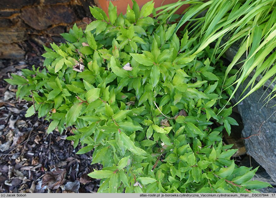 Vaccinium cylindraceum (borówka cylindryczna)