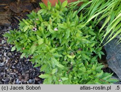 Vaccinium cylindraceum (borówka cylindryczna)