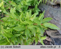 Vaccinium cylindraceum (borówka cylindryczna)