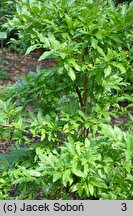 Vaccinium cylindraceum × arctostaphylos