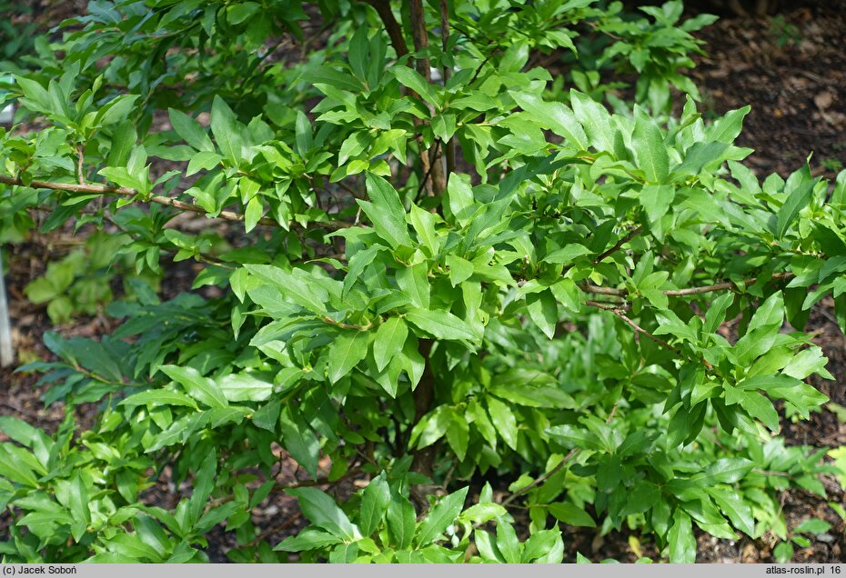 Vaccinium cylindraceum × arctostaphylos