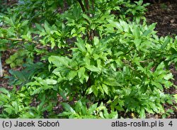 Vaccinium cylindraceum × arctostaphylos